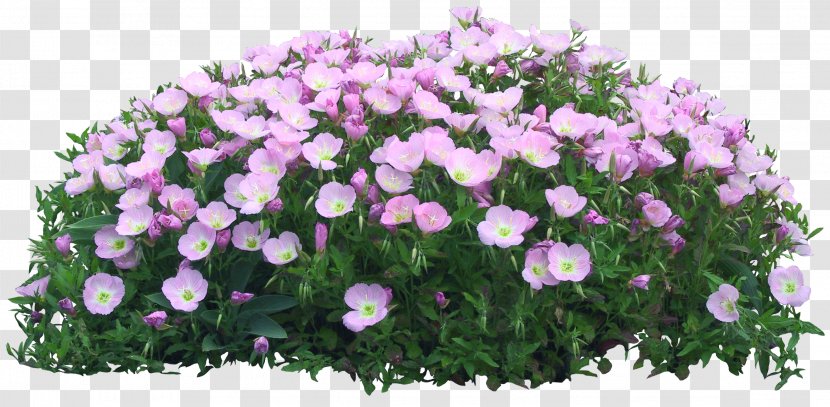Flower Garden - Pink Family - Callalily Transparent PNG