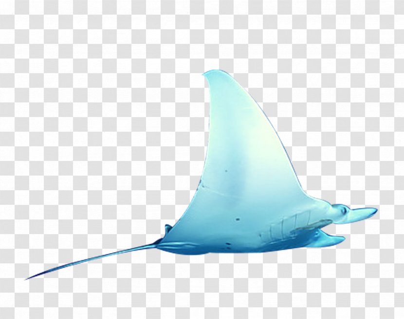 Shark Water Liquid Turquoise - Fish - Marine Transparent PNG