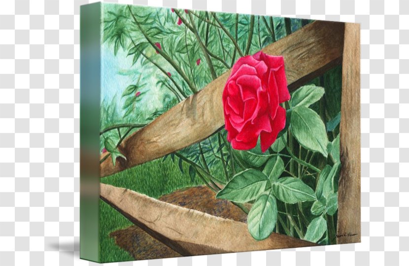Garden Roses Petal - Rose Transparent PNG