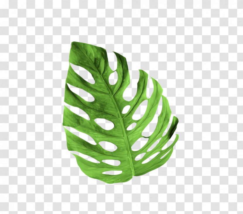 Fern - Arum Family Transparent PNG