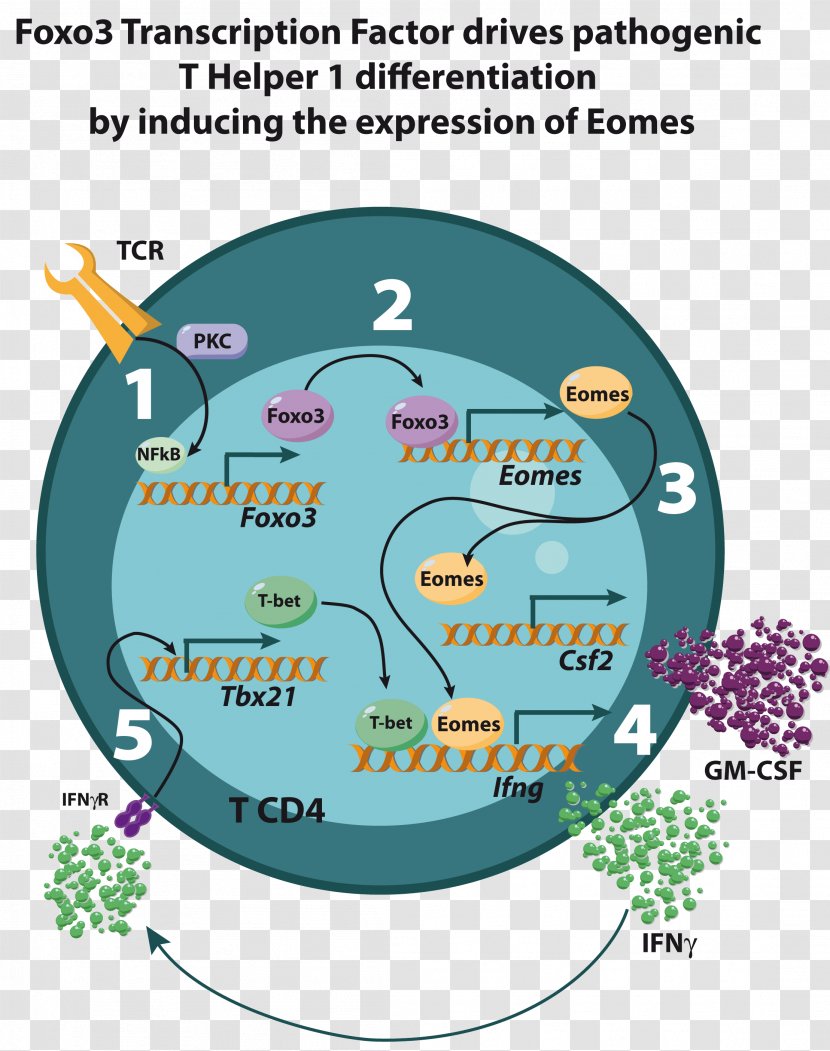 Immunology Société Française D'immunologie Research T Cell Interferon Gamma - Transcription Factor Transparent PNG