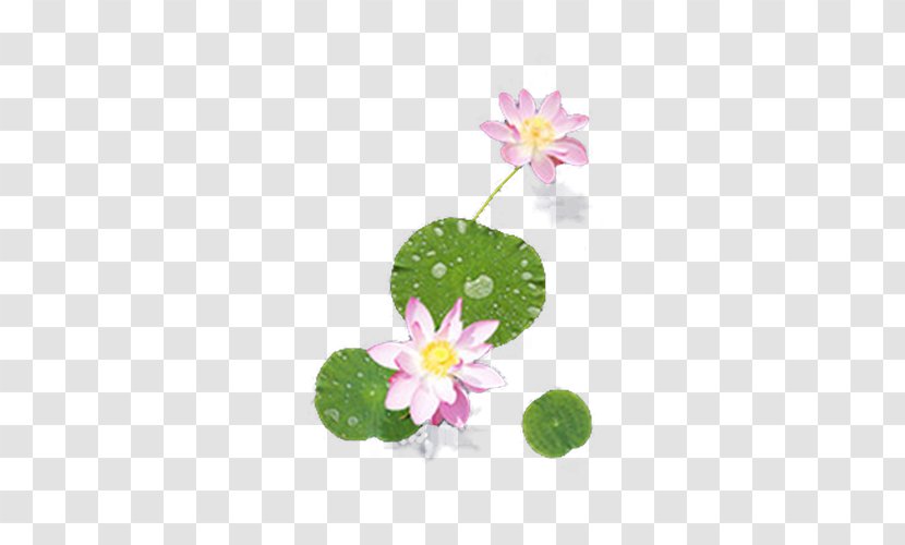 Nelumbo Nucifera Petal Plant - Flower - Small Decorative Elements Pink Lotus Transparent PNG