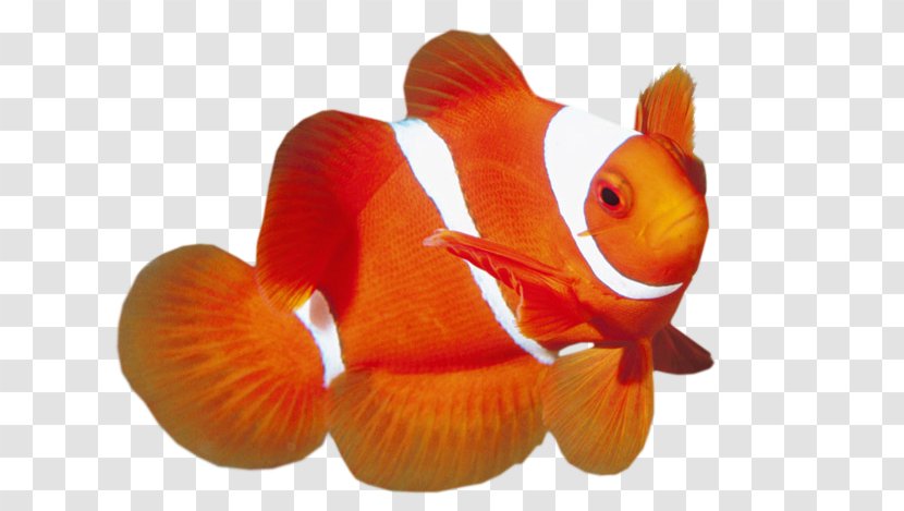Maroon Clownfish Ocellaris Red - Stuffed Toy - Fish Transparent PNG