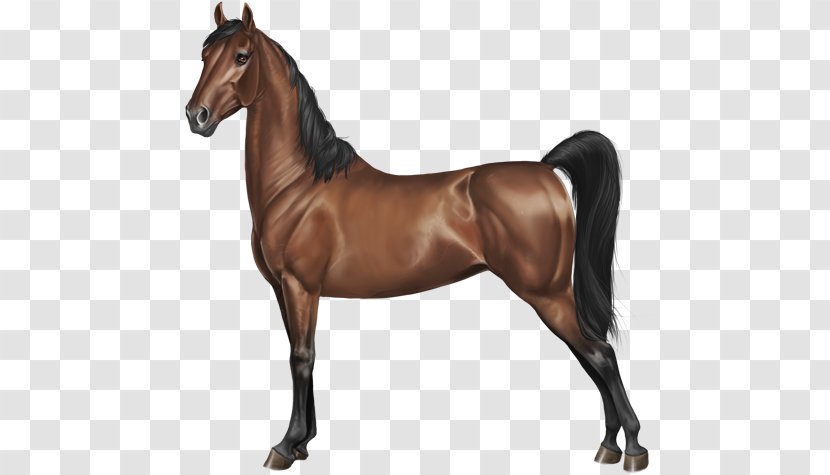 Stallion Rein Portrait Hunt Seat Painting Transparent PNG