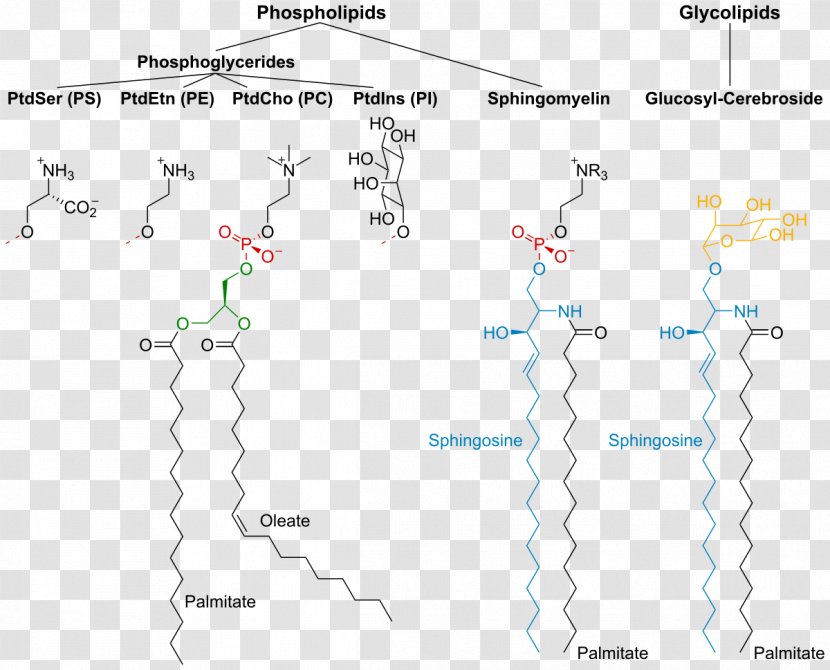 Membrane Lipids Biological Cell Lipid Bilayer - Phospholipid - Glycolipid Transparent PNG
