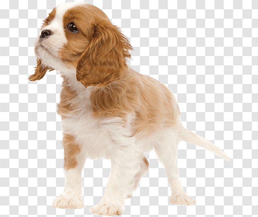 Welsh Springer Spaniel Cavalier King Charles Puppy Dog Breed - Like Mammal Transparent PNG