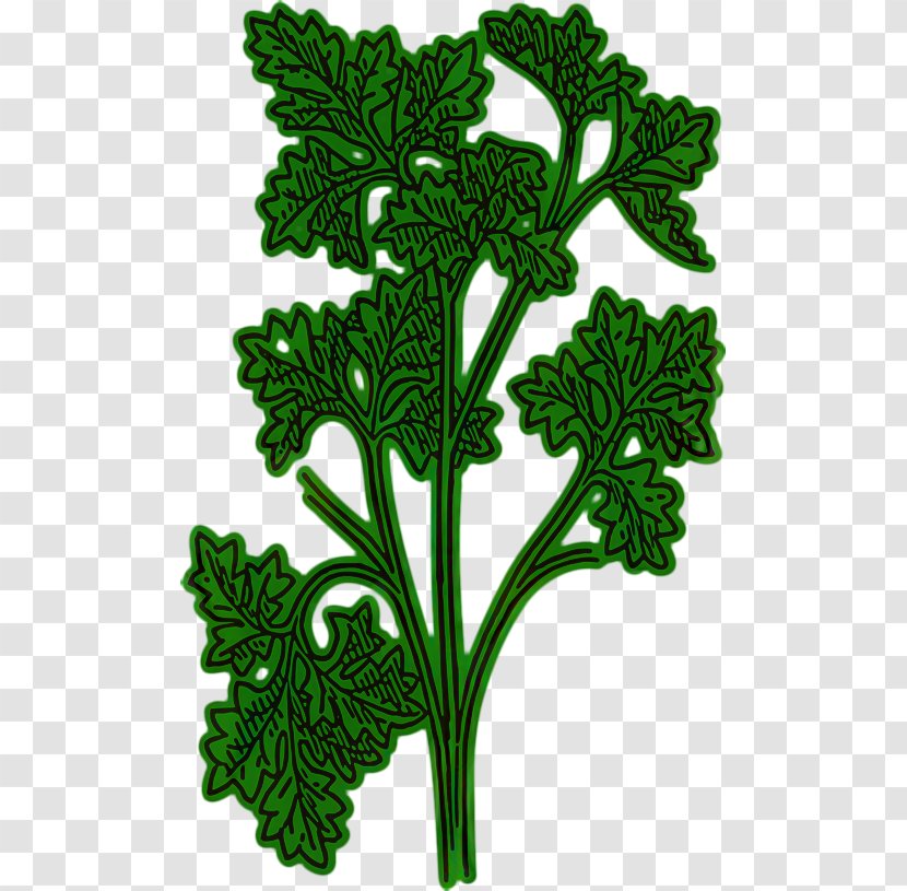 Clip Art Chervil Openclipart Vector Graphics Parsley Roots - Herb - Vascular Plant Transparent PNG