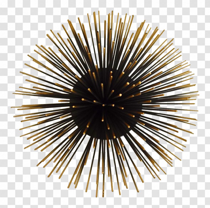Sea Urchin Wall Tripneustes Depressus Black Candles Art - Ornament Transparent PNG