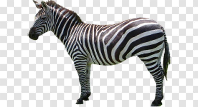 Horse Zebra Icon - Wildlife - Side Transparent PNG