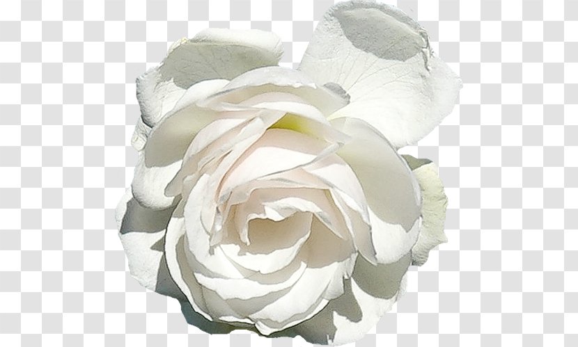 Garden Roses Centifolia Floribunda White - Flower Transparent PNG