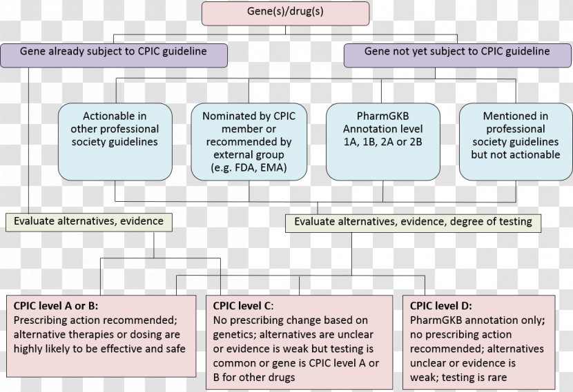 Pharmaceutical Drug PharmGKB Prioritization Clopidogrel - Levels Of Evidence - Flow Description Transparent PNG