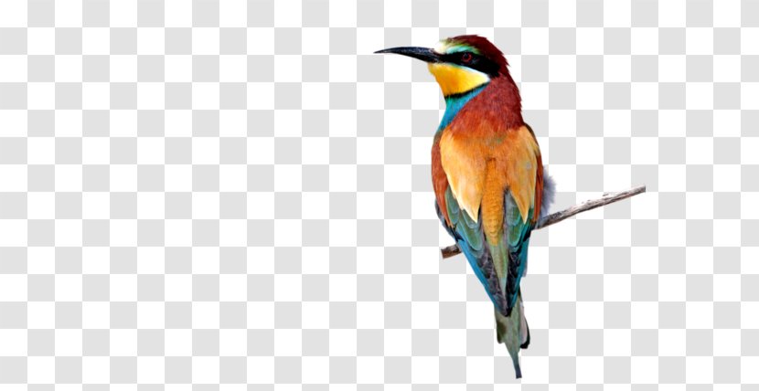 Bee-eater Hummingbird M PaintShop Pro Tutorial - Paintshop Transparent PNG