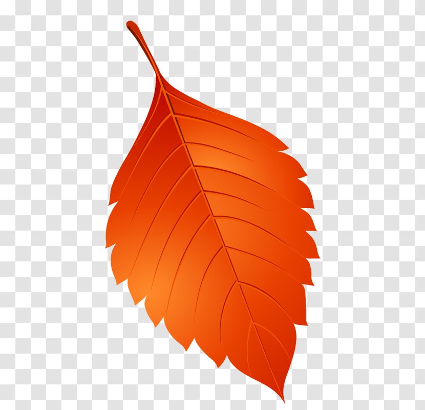 Leaf Image Clip Art - Deciduous Transparent PNG