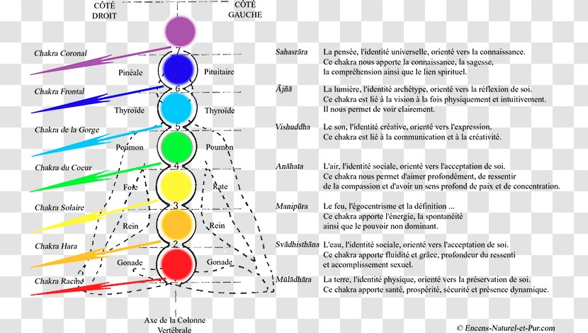 Les Chakras Kundalini Vishuddha Chakra Clearing - Points Transparent PNG