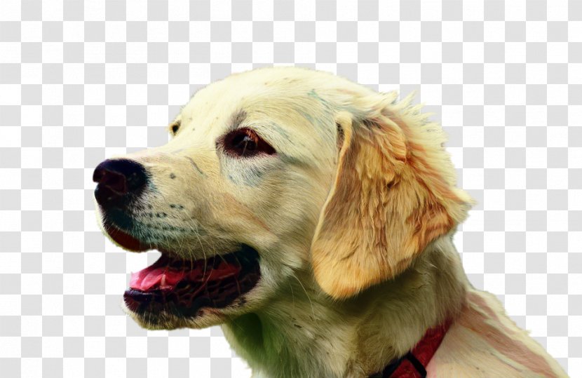 Golden Retriever Background - Animal - Rare Breed Dog Ancient Breeds Transparent PNG