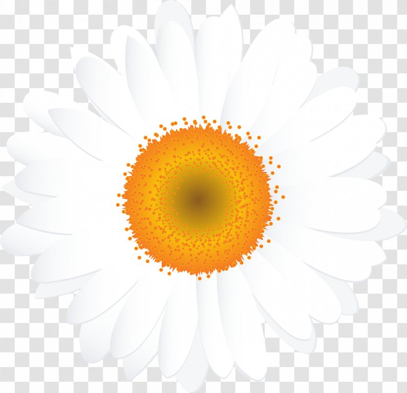 Camomile - Petal - Chrysanths Transparent PNG