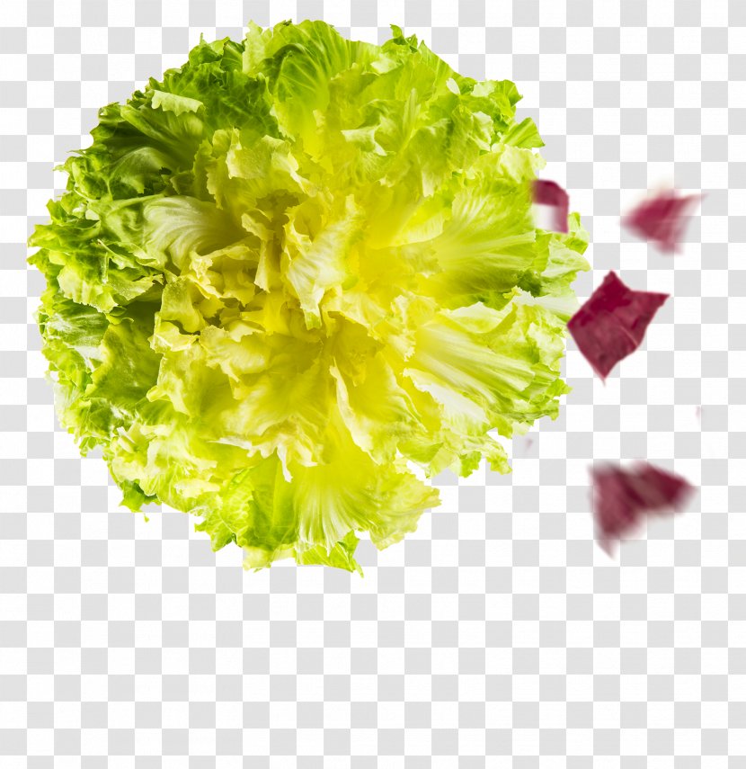 Red Leaf Lettuce Romaine Salad Sugarloaf Chicory Vegetable - Ingredient Transparent PNG