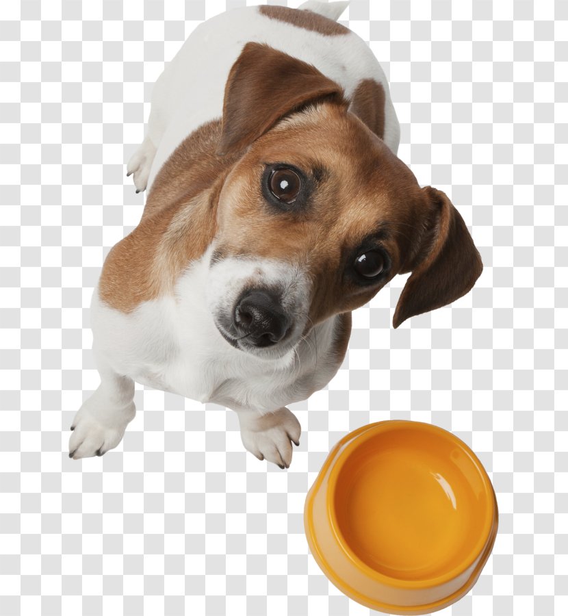 Dog Breed Puppy Harrier Beagle Drever - English Foxhound Transparent PNG