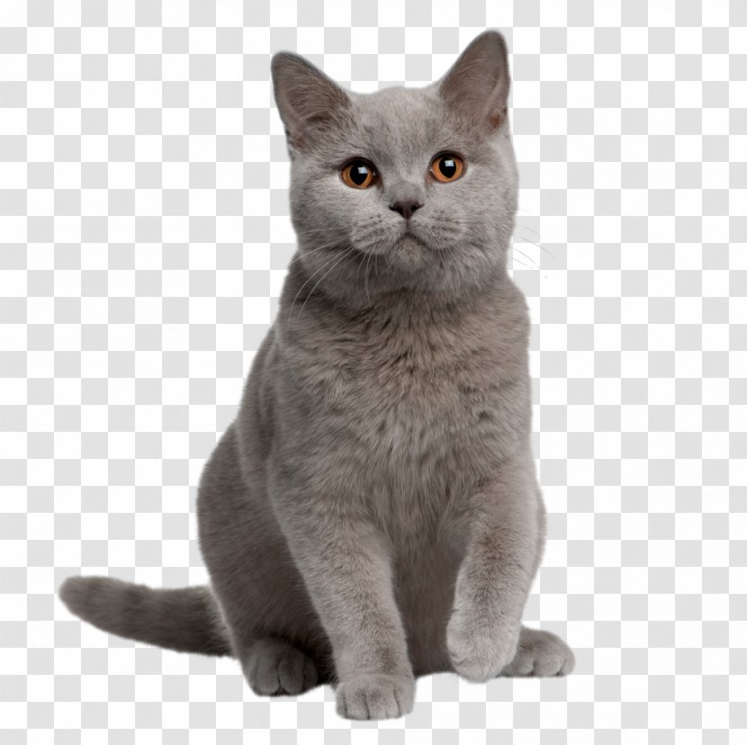 British Shorthair American Kitten Chartreux Persian Cat - Carnivoran - Cats Transparent PNG
