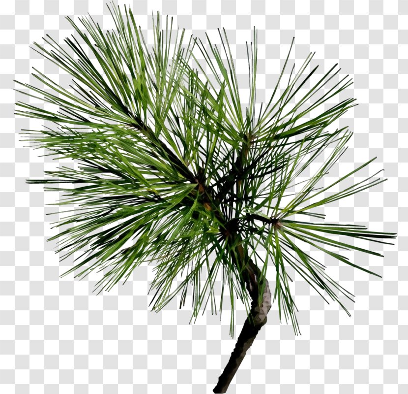 Loblolly Pine White Tree Red Jack - Georgia Western Yellow Transparent PNG