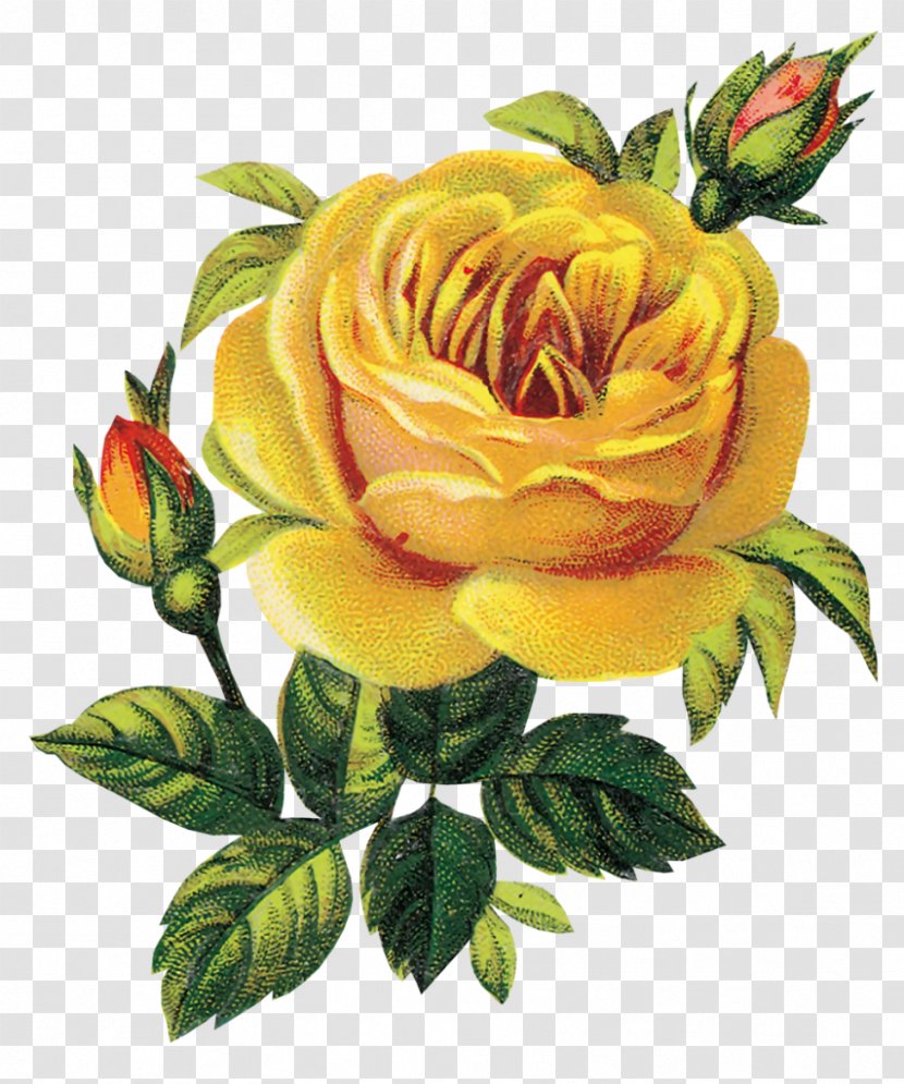 Floral Design Rose Clip Art Flower Bouquet - Order Transparent PNG