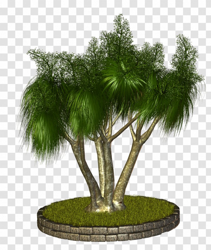 Palm Trees Asian Palmyra Babassu Bonsai - Oak - Tree Transparent PNG