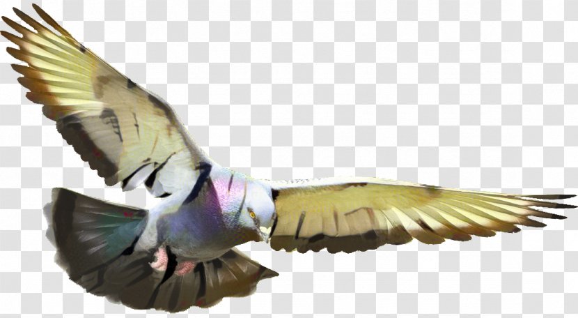 Dove Bird - Beak - Falconiformes Tail Transparent PNG