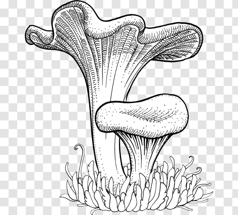 Chanterelle Craterellus Cornucopioides Tubaeformis Mushroom Drawing - Frame Transparent PNG