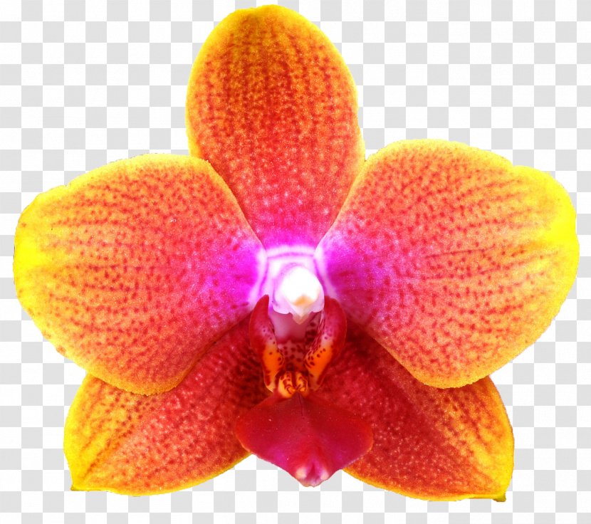 Moth Orchids Close-up - Close Up - Plant Transparent PNG