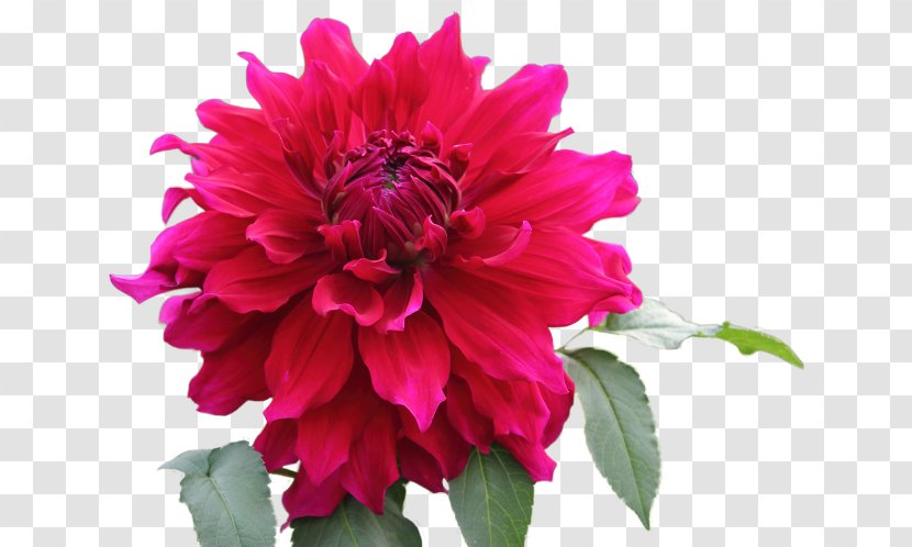 Dahlia Image Flower - Art Transparent PNG