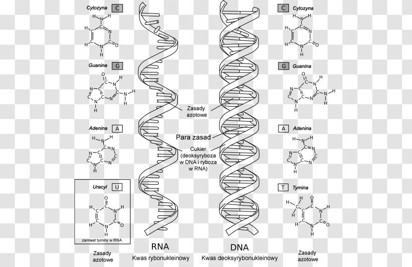 RNA DNA Nucleic Acid Structure Biology Nucleotide - Deoxyribose - Rna Transparent PNG