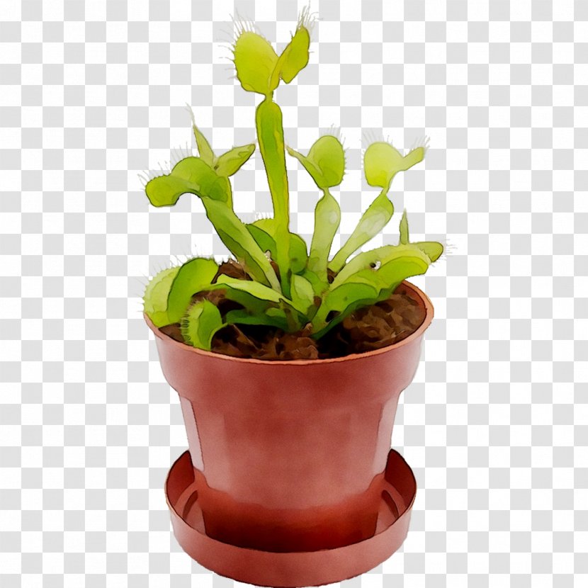 Flowerpot Houseplant Plant Stem Herb - Flower - Cactus Transparent PNG