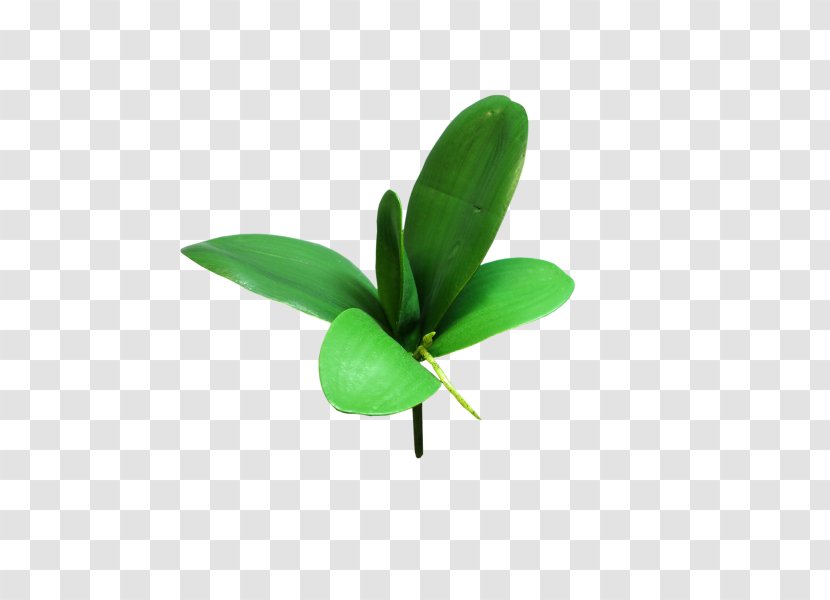 Leaf Shrub Plant Stem Orchids Cut Flowers - Artificial Flower Transparent PNG