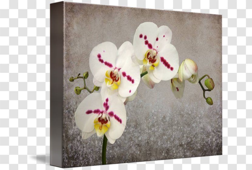 Moth Orchids Floral Design Gallery Wrap Cut Flowers - Flower Transparent PNG