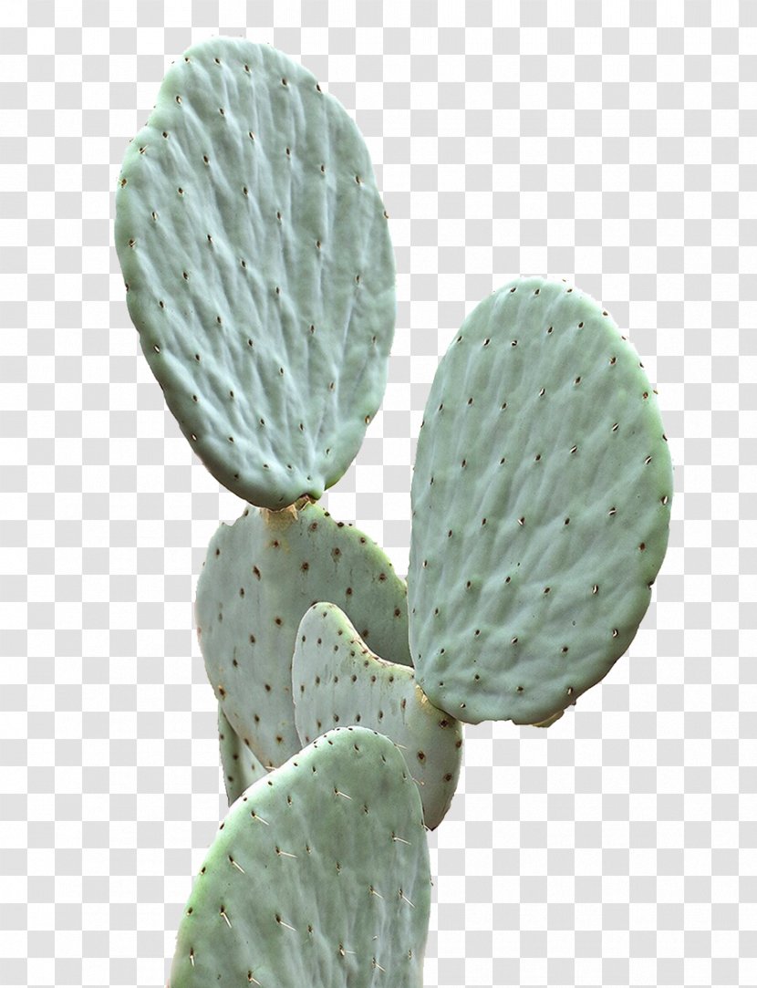 Cactaceae Succulent Plant Green Wallpaper - Leaf - Cactus Transparent PNG