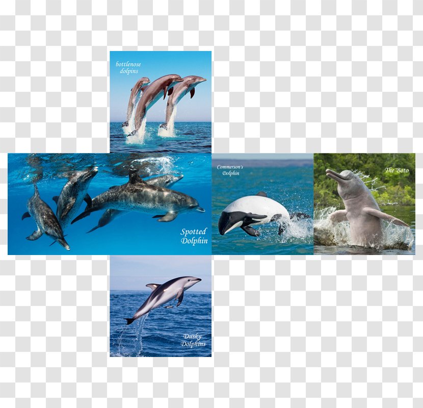 Wholphin Spotted Dolphins V-Cube 7 - Marine Mammal - Winter Posters Decorative Brand Transparent PNG