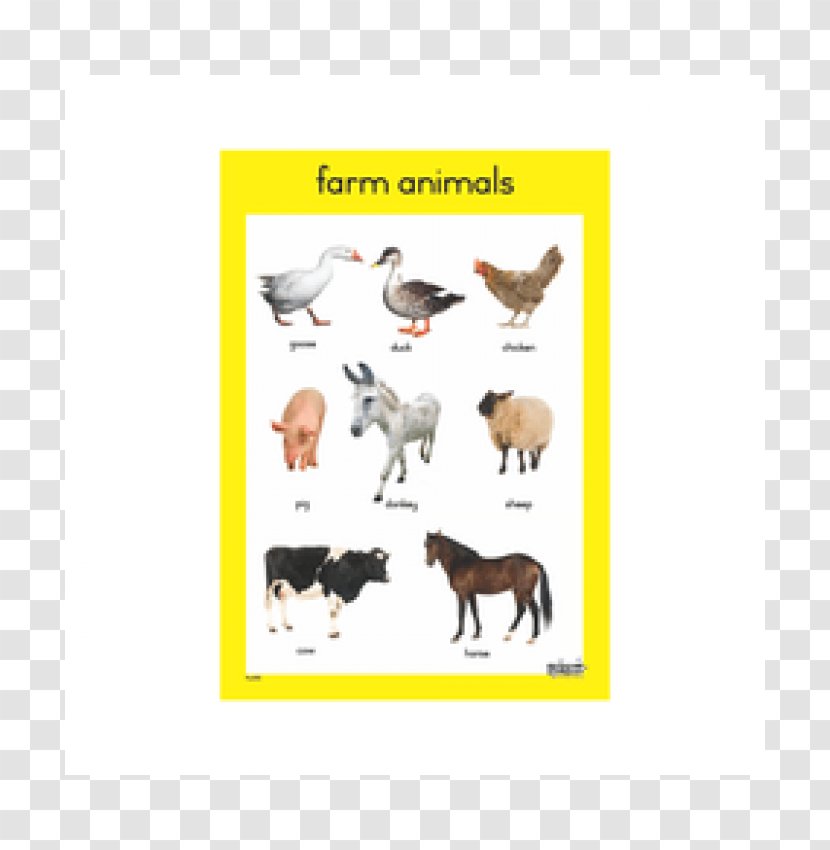 Pet Animal Farm SparkNotes Chart - Text - Bar Transparent PNG