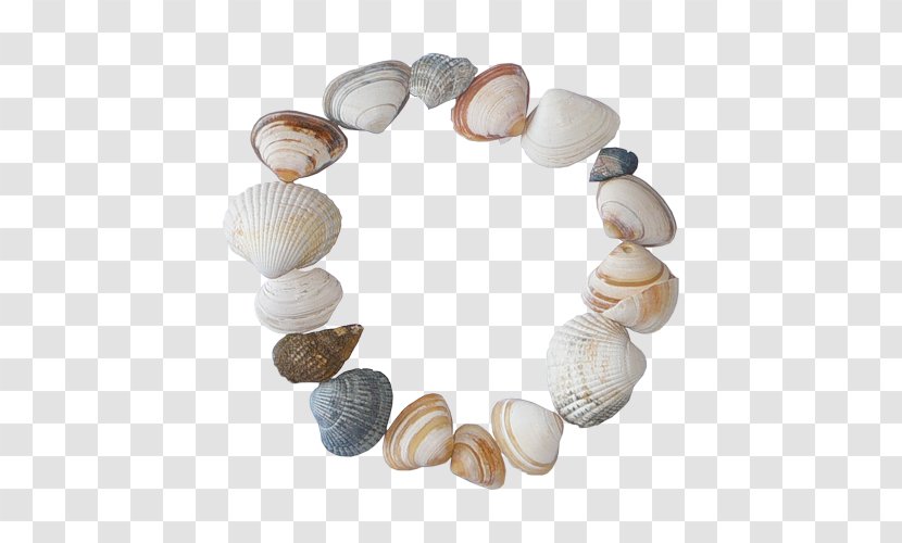 Seashell Picture Frames Cockle - Clam Transparent PNG