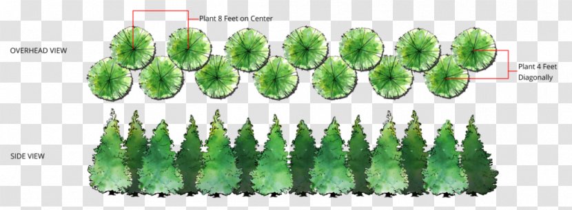 Western Red-cedar Evergreen Tree Grasses - Spruce Transparent PNG