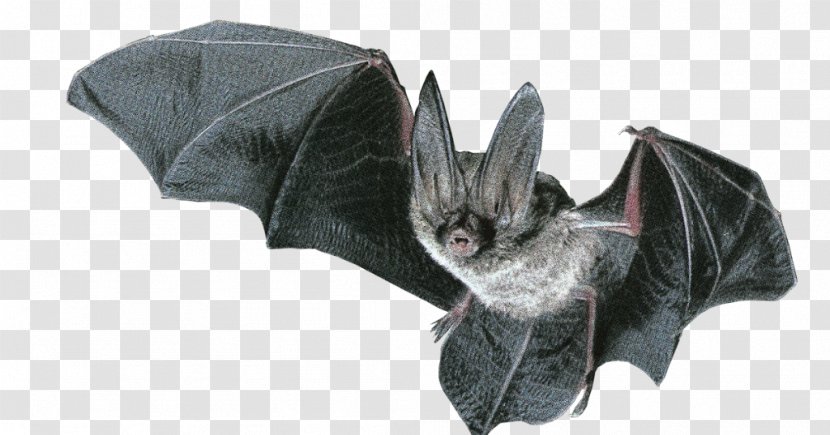 Northern Long-eared Myotis Microbat Ozark Big-eared Bat Brown - Cricket Transparent PNG