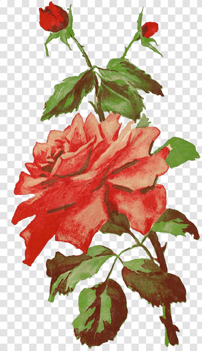 Garden Roses Cabbage Rose Floribunda Photography Vintage Clothing - Red Transparent PNG