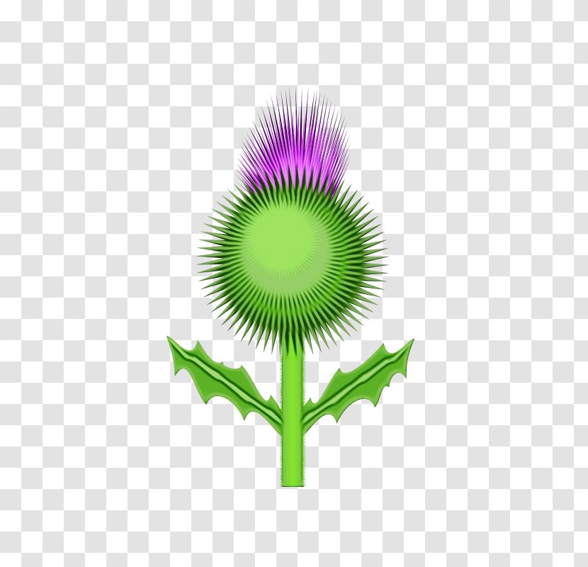 Clip Art Vector Graphics Thistle Free Content - Logo - Plant Transparent PNG