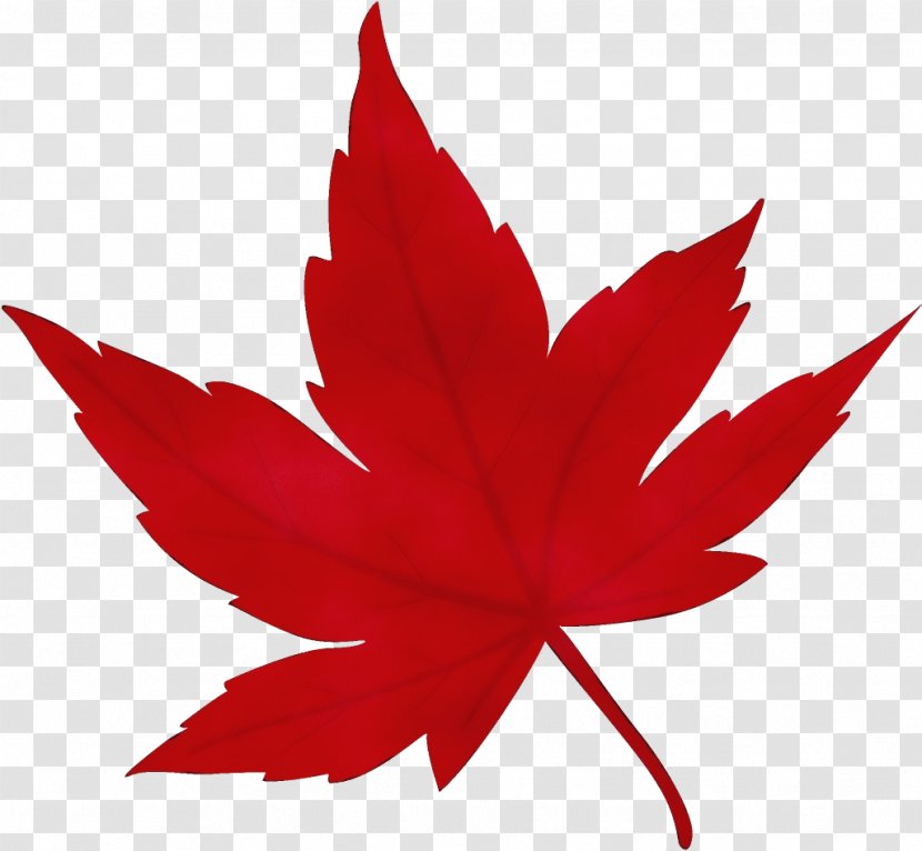 Maple Leaf - Watercolor - Woody Plant Transparent PNG