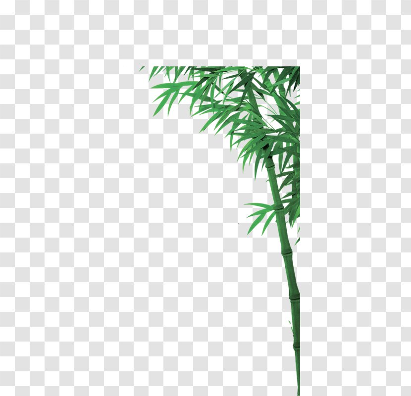 Download CorelDRAW - Green - Bamboo Transparent PNG