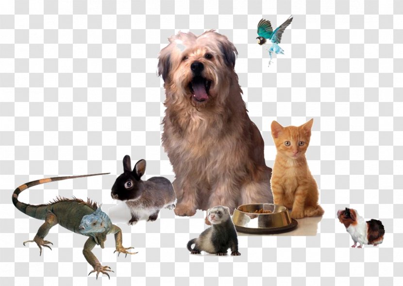 Cat Dog Puppy Animals And Me Horse - Like Mammal - ANIMAl Transparent PNG