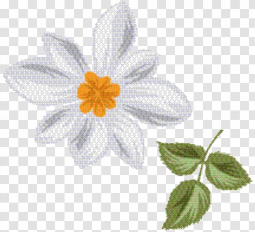 Flower Leaf - Oxeye Daisy - Wildflower Camomile Transparent PNG