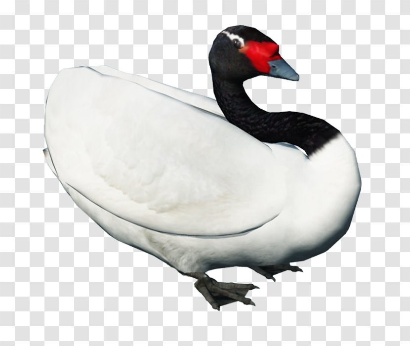 Duck Cygnini Swan Goose Bird Transparent PNG