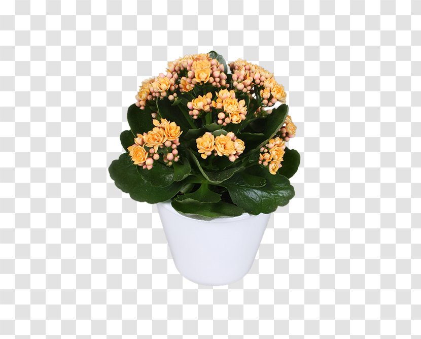 Bryanston, Gauteng Cut Flowers Widow's-thrill Houseplant - Widow Sthrill - Yellow Apricot Transparent PNG