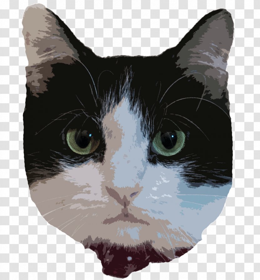 American Wirehair Whiskers Manx Cat Kitten Domestic Short-haired - Carnivoran Transparent PNG