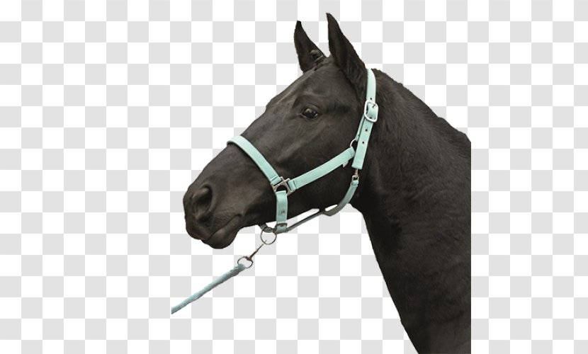 Halter Horse Tack Bridle Noseband - Dressage Transparent PNG